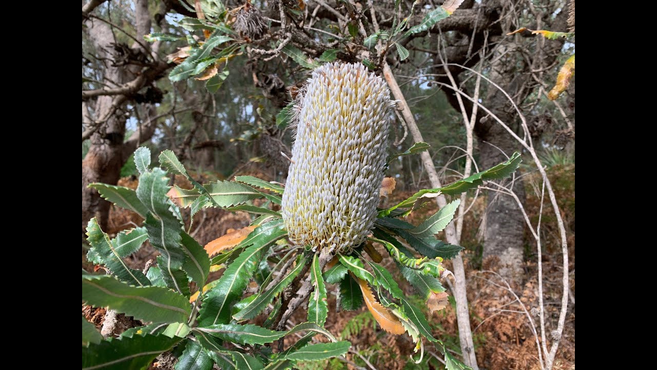 Old Man Banksia - Banksia serrata