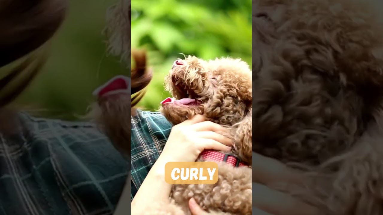 The Poodle Paradox: Unleashing the Glamour, and Endless Charm of this Magnificent Breed!