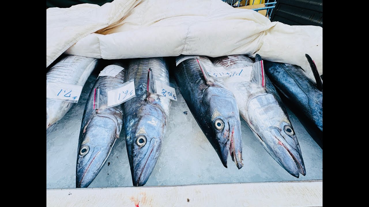 冬季到澎湖鎖港吃肥美的魚   #澎湖  #鎖港 #記錄自然