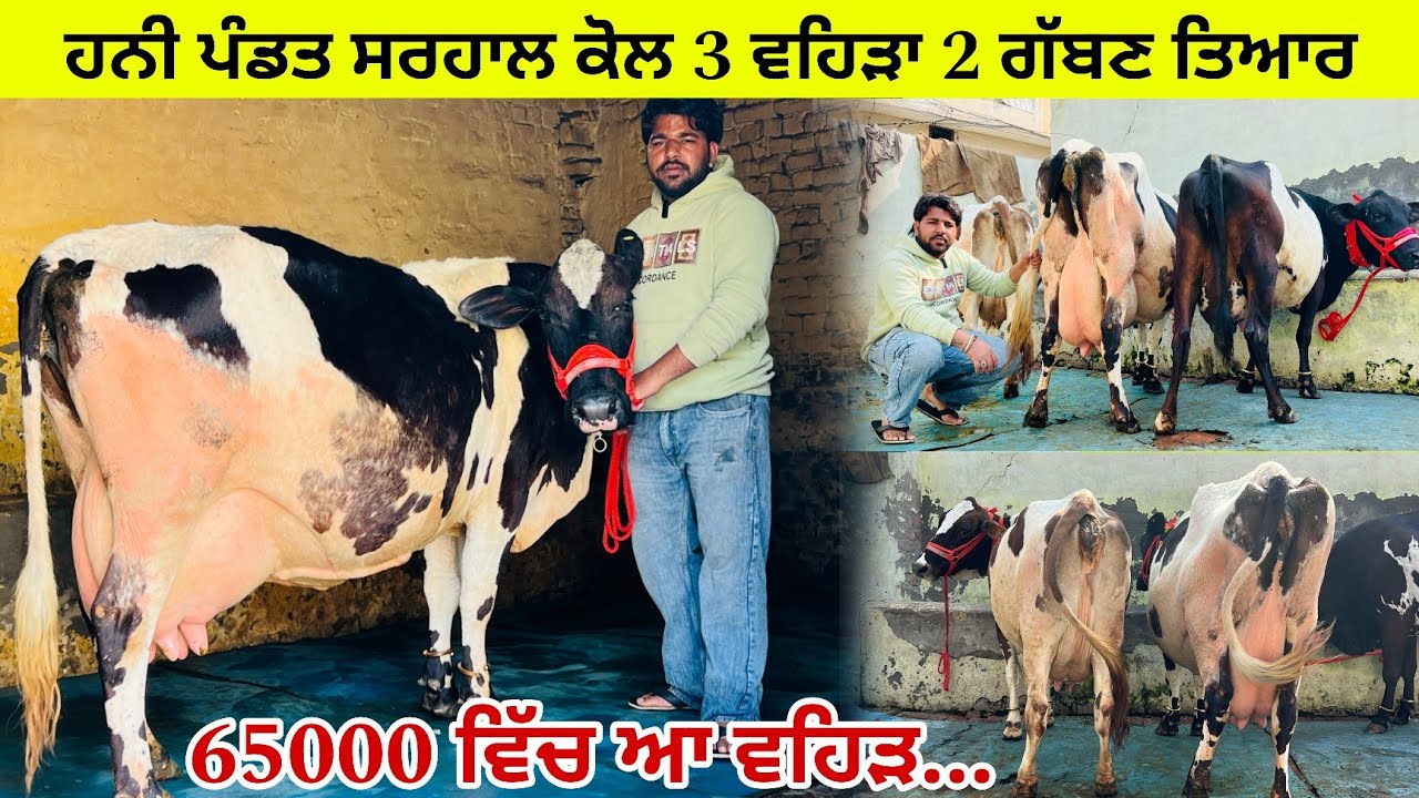 ਹਨੀ ਪੰਡਤ ਸਰਹਾਲੀ ਕੋਲ 3 ਵਹਿੜਾ 2 ਗੱਬਣ ਇਕ ਸੁਈ/ ਪਸ਼ੂ ਸਾਰੇ ਜਾਇਜ਼ ਮੁੱਲ 👌/ ਤਰਨਤਾਰਨ 
