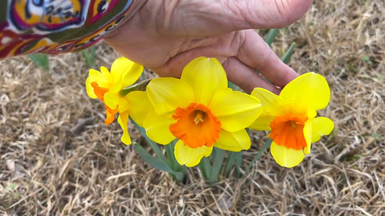 Fruit Trees & Flowers in February