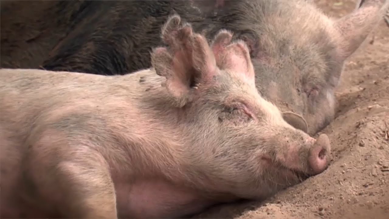 Eric Metaxas:  William Wilberforce & Animals Part 3 of 4