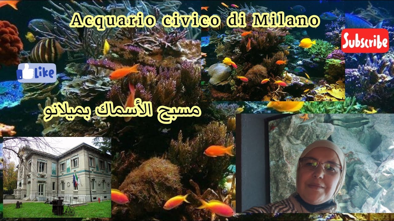 Acquario civico di Milano🇮🇹 جولة ممتعة في المسبح البلدي للأسماك بميلانو 😍🐟🐠