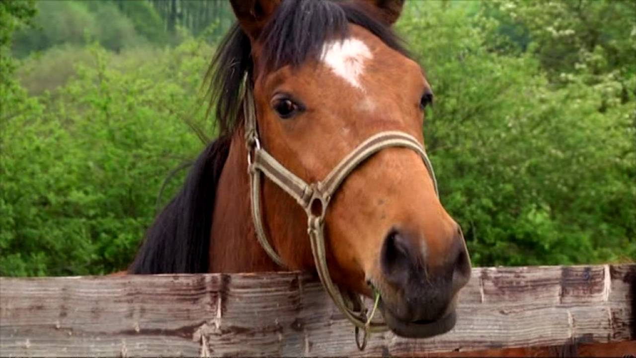 La SPA ouvre l'un des plus grands refuges pour chevaux (Orne)