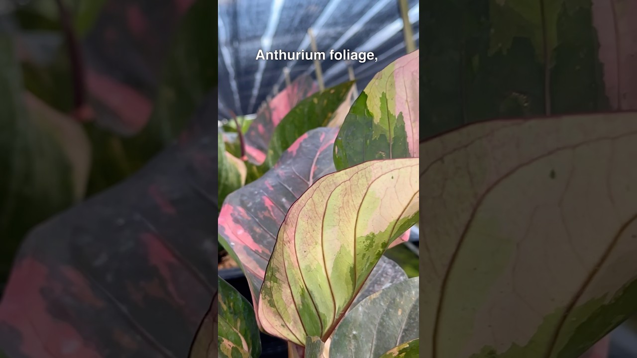 The Most Colorful Plants? Anthurium foliage (bird nest)