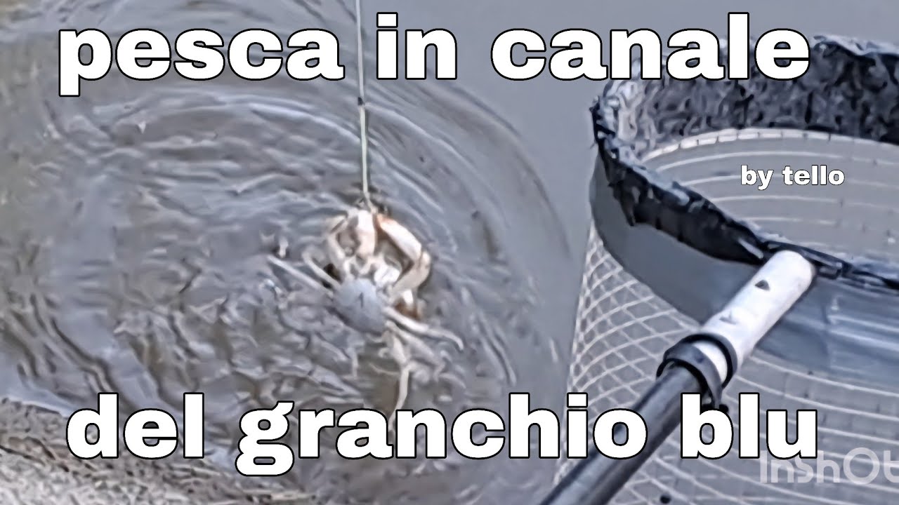 Il GRANCHIO BLU. Come pescarlo in canale.