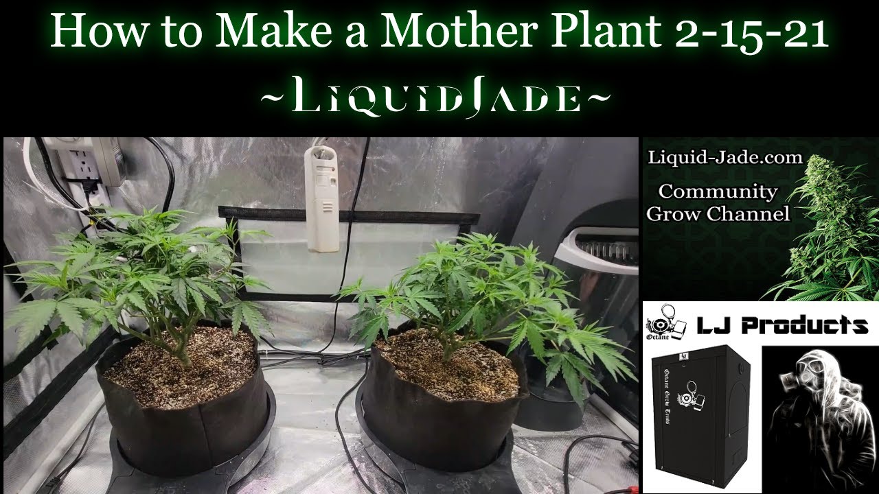 How to Make a Mother Plant 2 -15-21 Remo Nutrients - Autopot - Timber Grow Lights