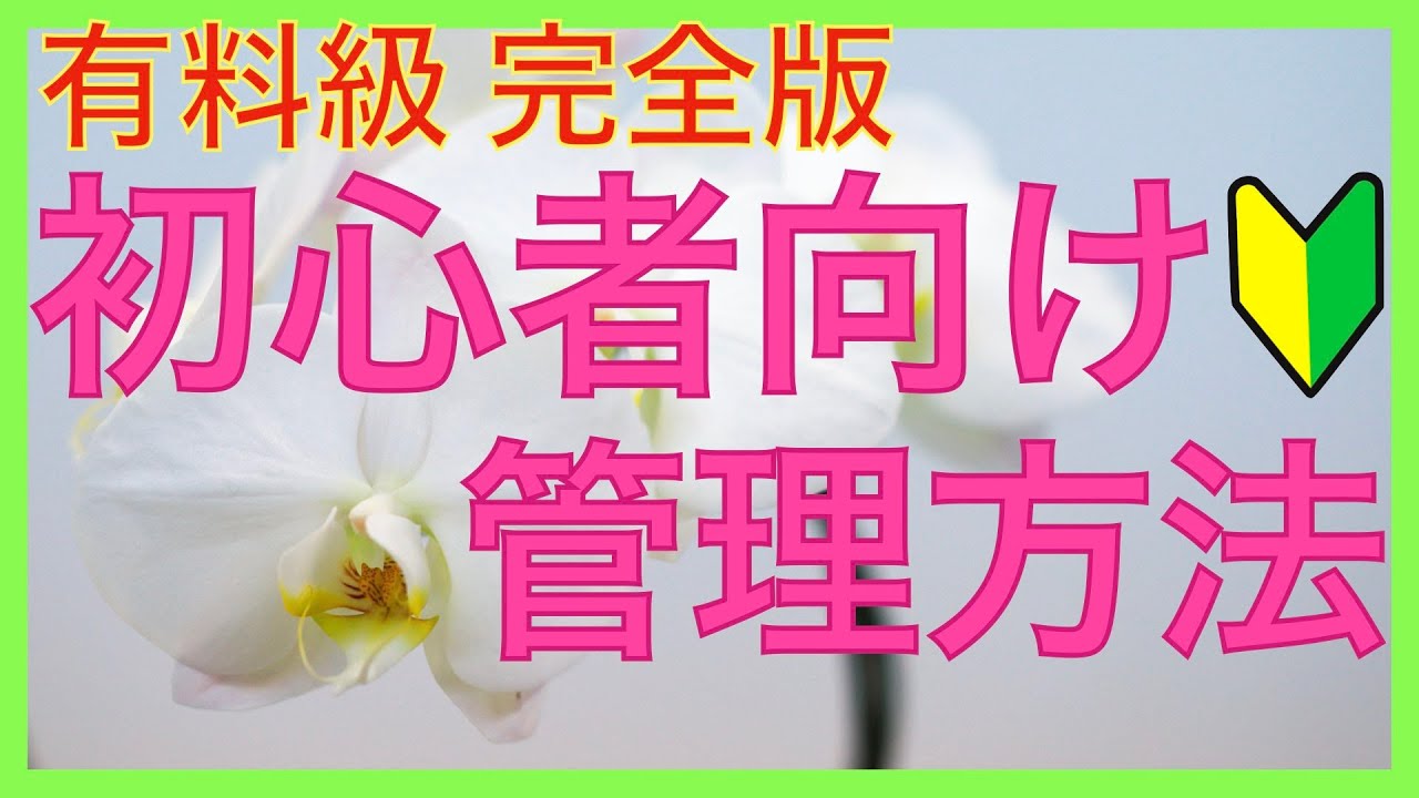 【完全保存版】胡蝶蘭の育て方！初心者でもわかりやすくゼロから解説【超有料級】