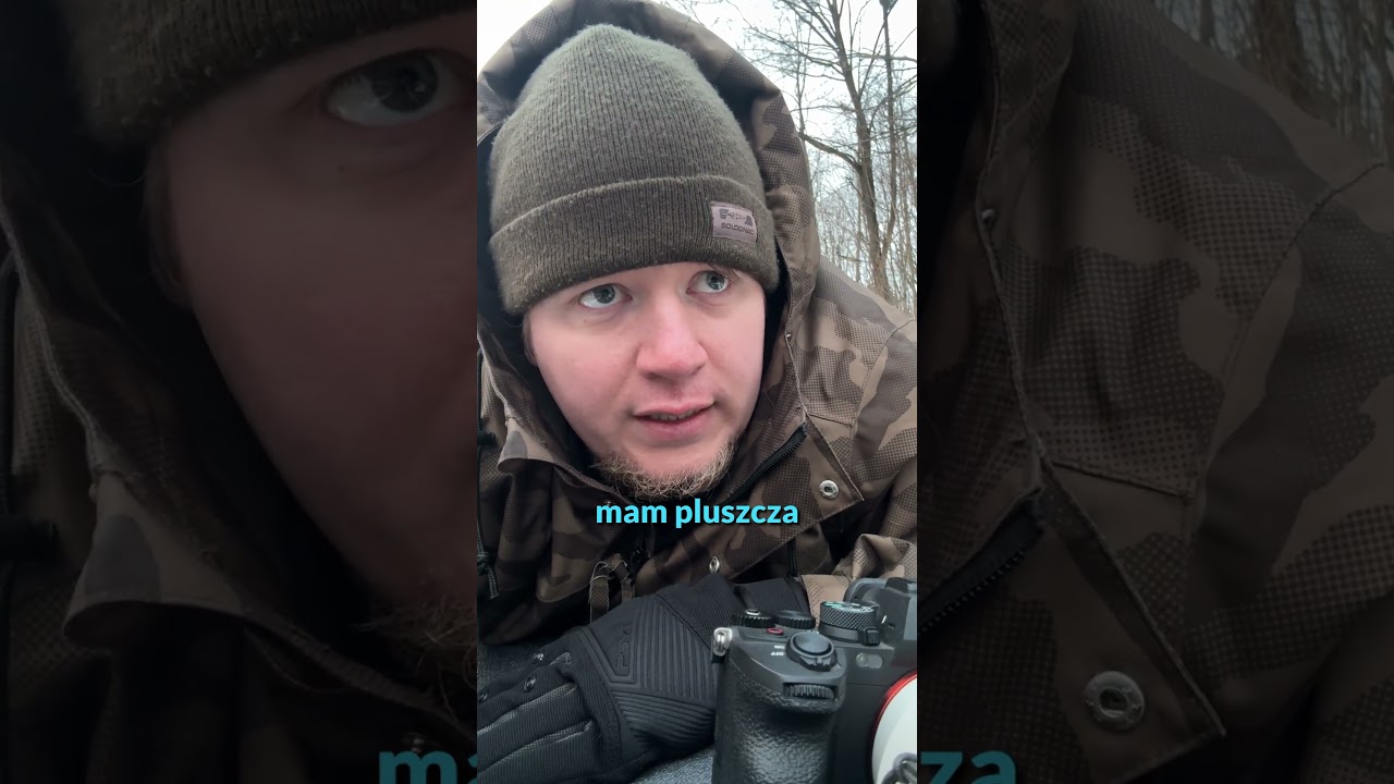 Leżałem na środku rzeki i czekałem na Pluszcza #przyroda #zwierzaki #fotografia #wildlife