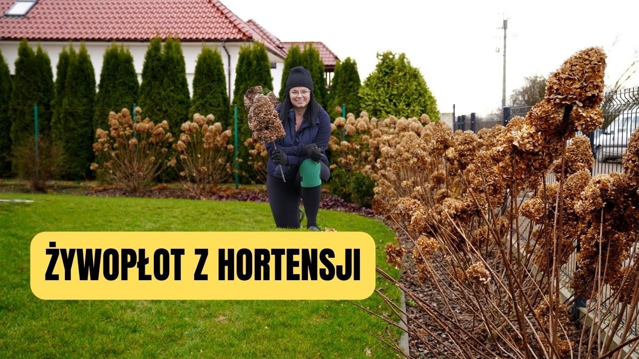 Hortensja bukietowa cięcie. ŻYWOPŁOT Z HORTENSJI. KIEDY SADZIĆ HORTENSJE