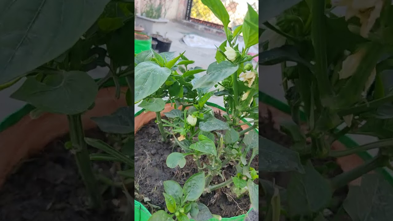 Перец с плодами и цветами #перец #садоводство #домашнийсад