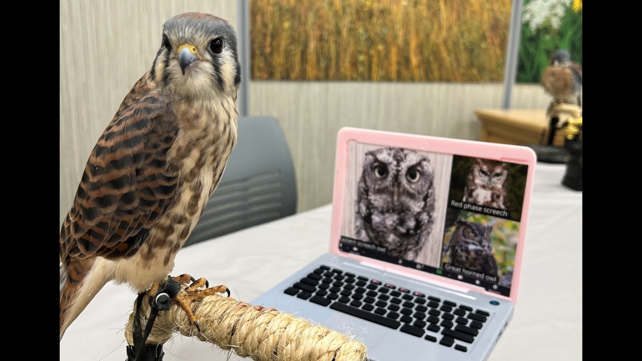 The Raptor Center's all day fundathon to help owls, eagles, falcons, and hawks