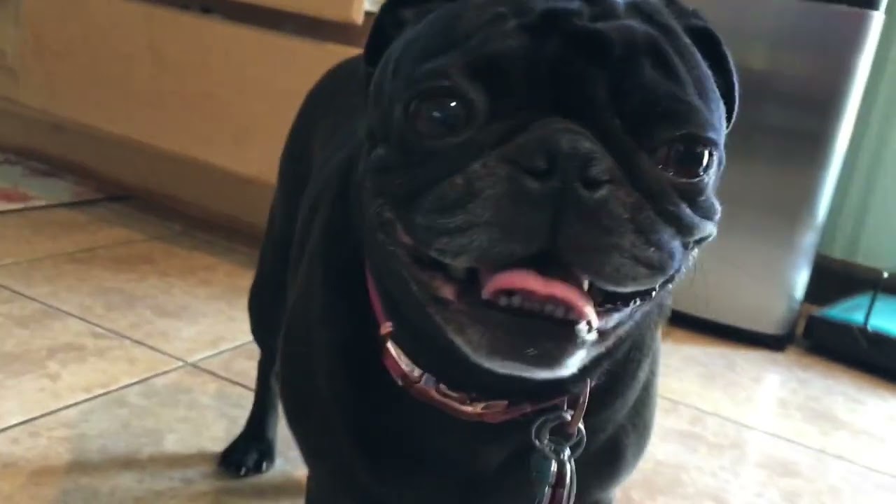 Pug breathing noises.
