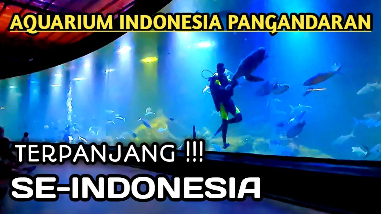 VIRAL ❗❗❗ Aquarium Indonesia Pangandaran | Terbaru Aquarium Terpanjang Se-Indonesia