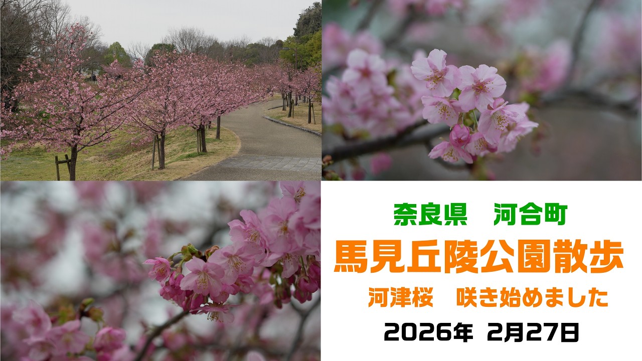 馬見丘陵公園 咲き始めた河津桜  2026年2月27日
