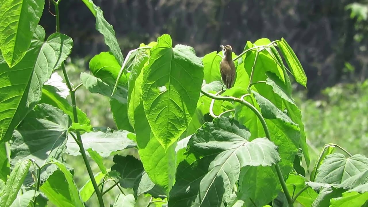 Acrocephalus orientalis