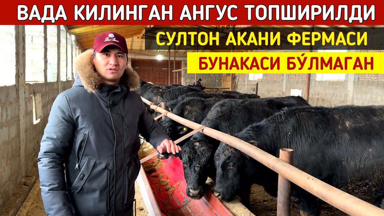 МАНА ВАДА КИЛИНГАН АНГУС ТОПШИРИЛДИ СУЛТОН АКАНИ ФЕРМАСИ БУНАКАСИ БУ́ЛМАГАН !!! ХОРАЗМ БОЗОР