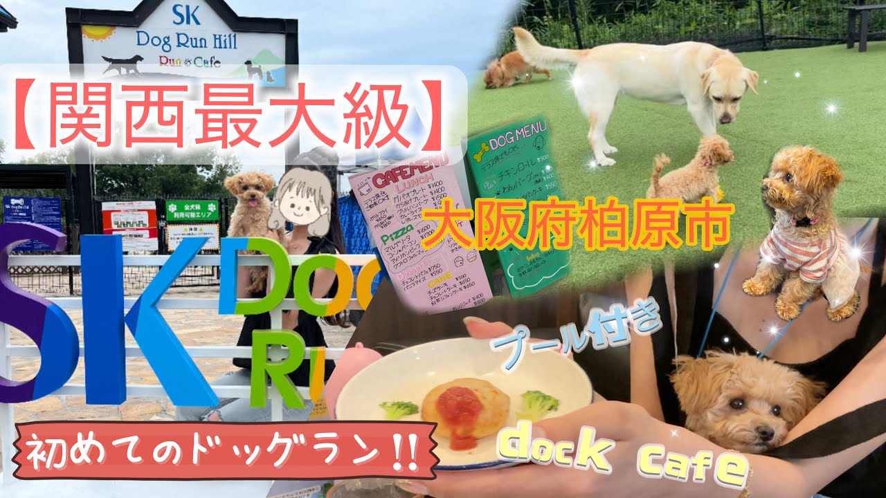 【関西最大級ドッグラン】全面人工芝×プール×ドッグカフェ完備！RARAちゃん初ランで大はしゃぎ🐶💖 @ららくろーぜっと