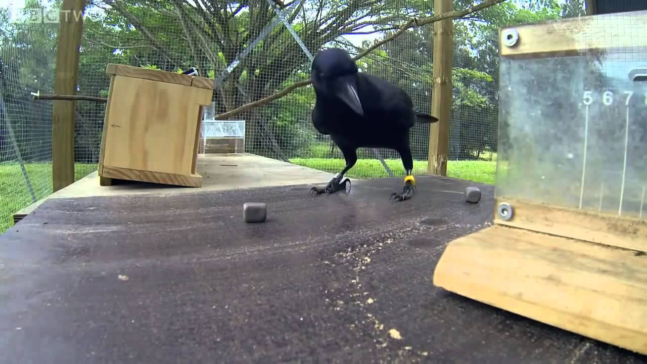 Crow Solves An 8 Step Puzzle  To Get Food. Incredible!