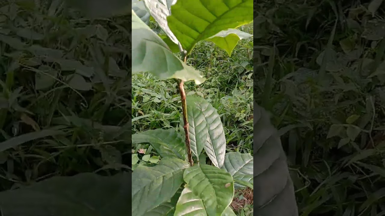 Coffee farming tips/Diskarte para dumami ang bunga at sanga ng ating KAPE