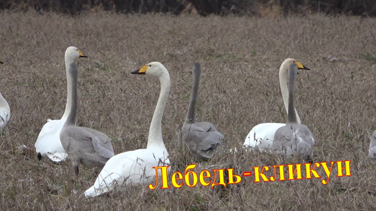 Лебедь-кликун \ Cygnus cygnus\ Лебеди #1