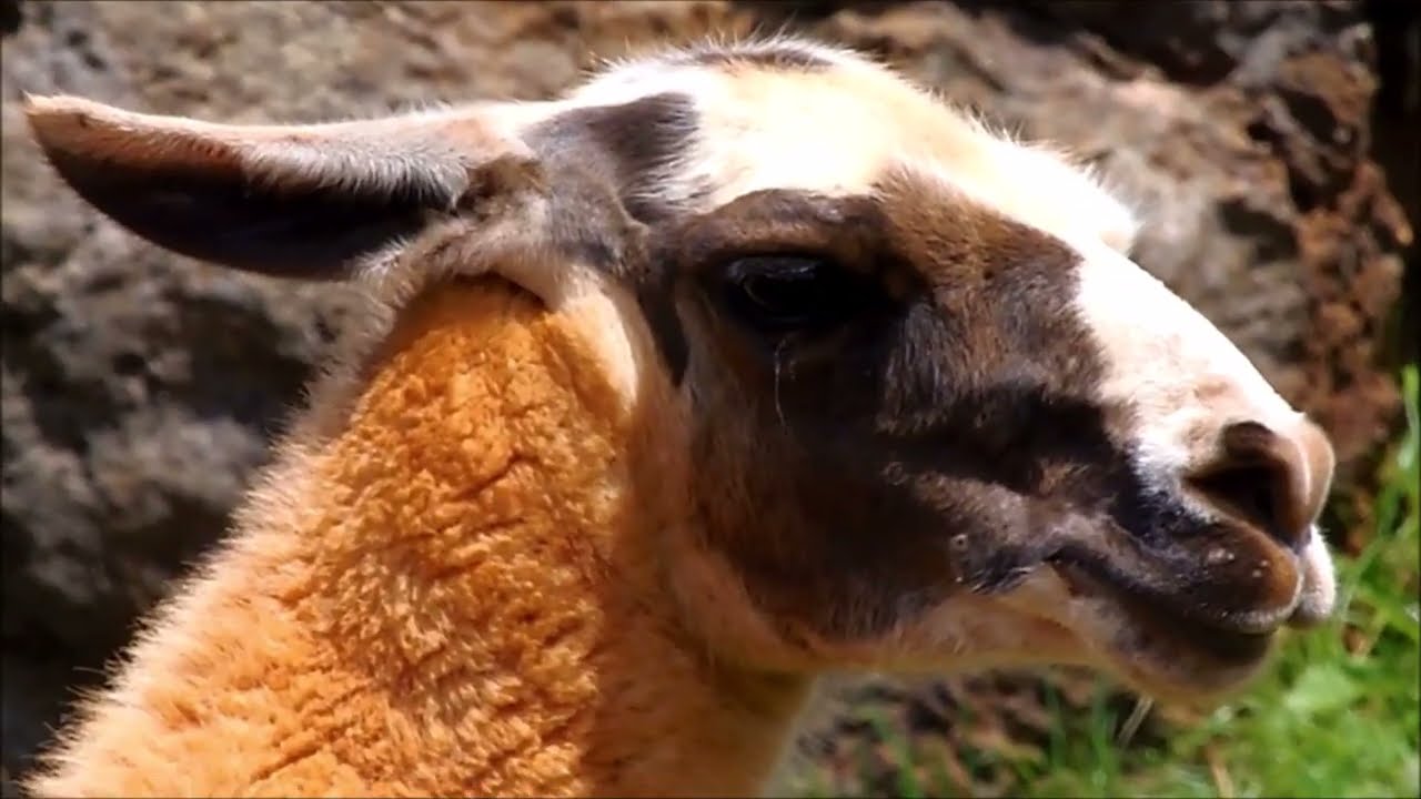 La llama . Animal. Características y curiosidades