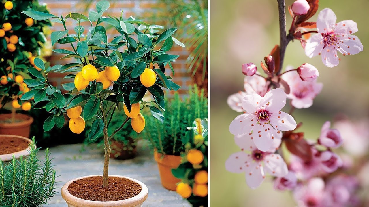 Árboles frutales para jardín! Tips Jardineria y Paisajismo. Arboles para macetas.