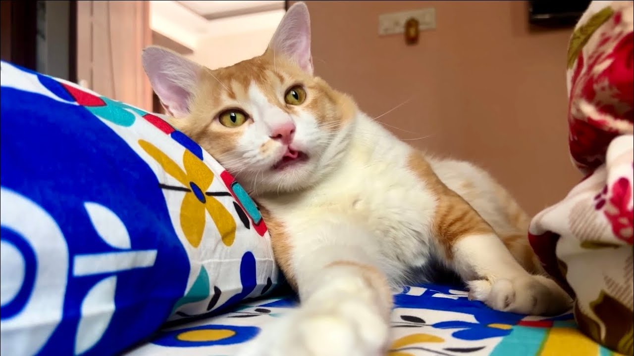 Mango একটা মাছখোর বেড়াল 😹 | Mango’s Lifestyle 