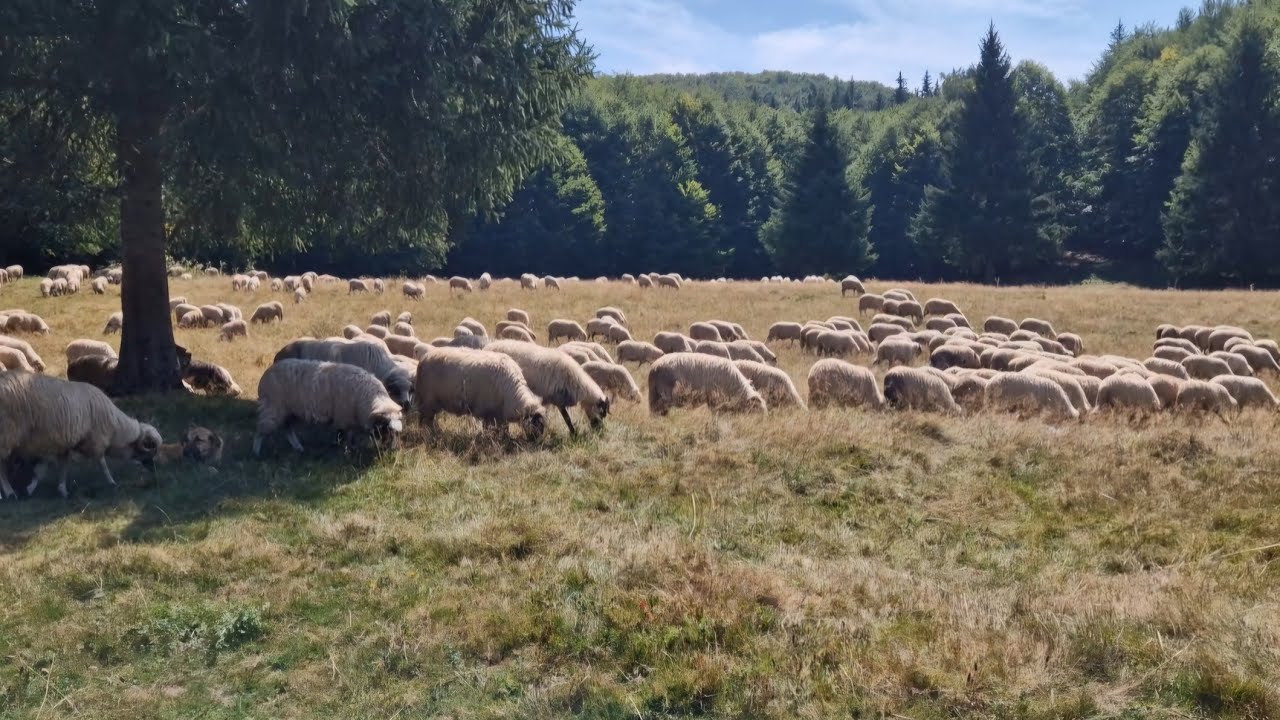 SINGUR LA 700 DE OI ÎN VÂRF DE MUNTE , RĂMÂN STÂNELE PUSTI O DATĂ CU VENIREA TOAMNEI