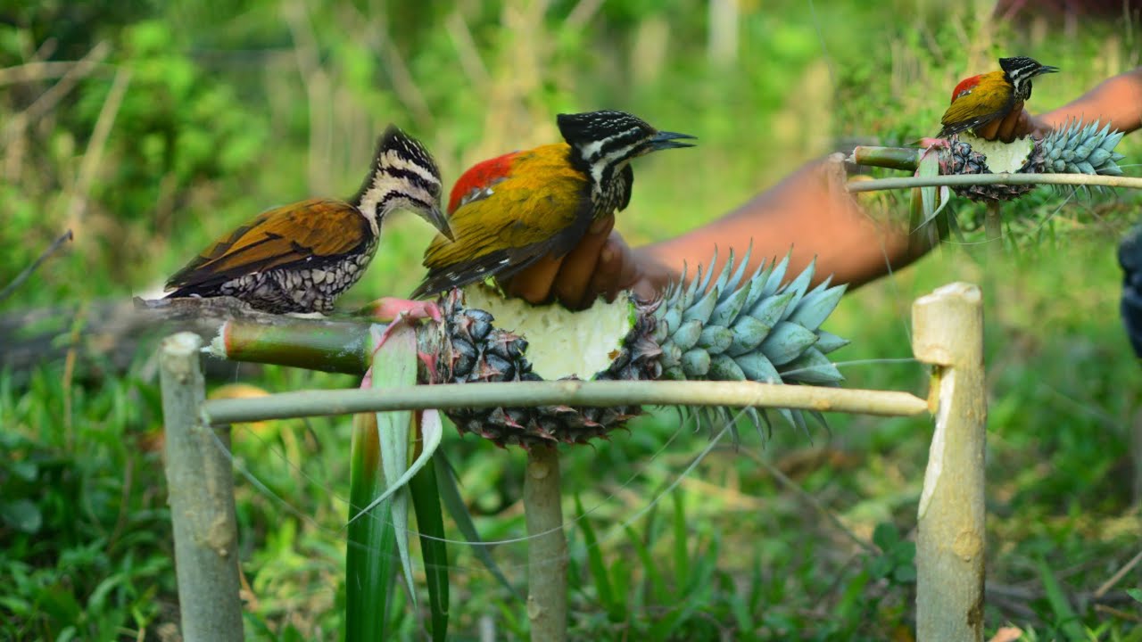 cara inilah paling mudah jerat semua jenis burung//semua burung