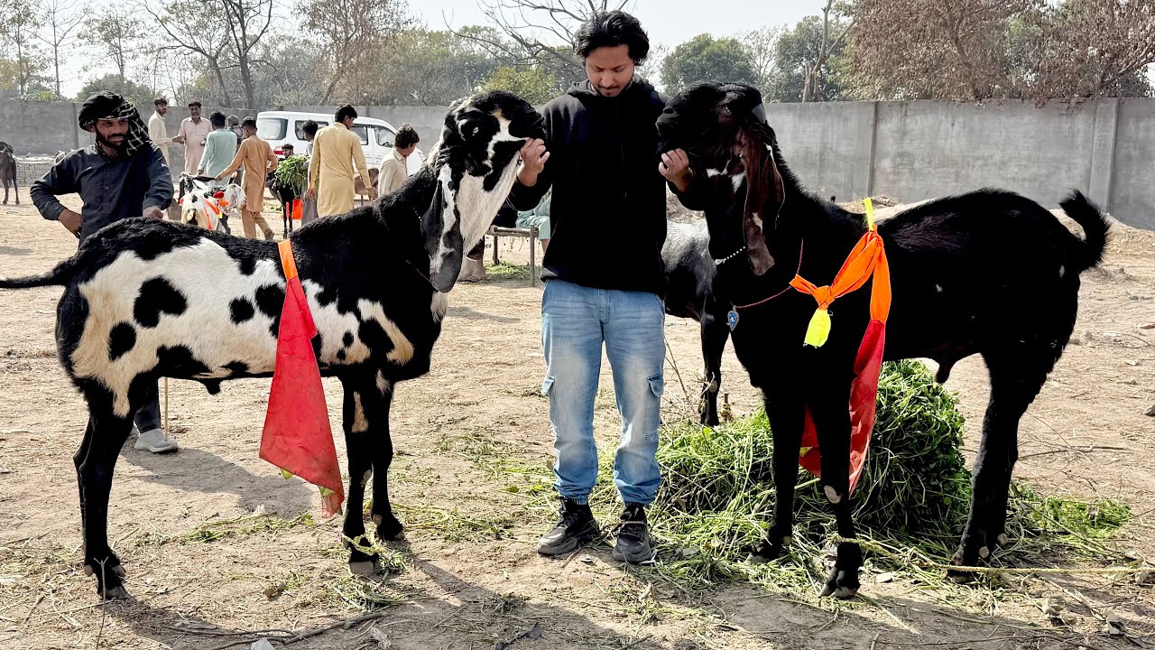 Lahore Bakra Mandi Shahpur Beetal Makhi Chena Bakre Qurbani 2026 Mazhar Biba Official 