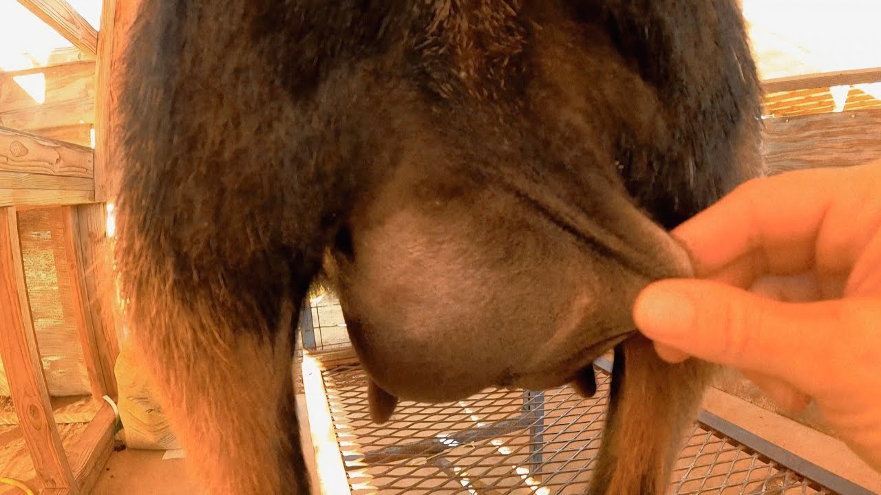 Shaving First Freshener Udders 😍