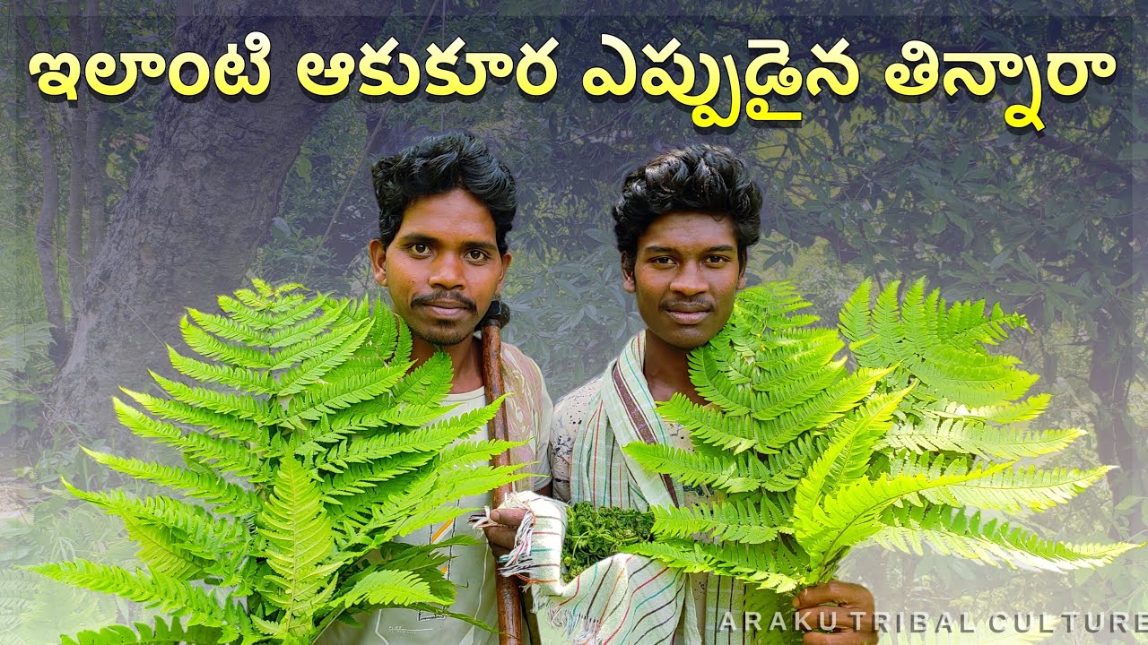 కొంకోడి కూర - దొరకడం చాలా అరుదు | Wild Greens | Araku Tribes
