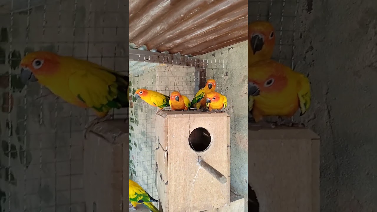 Sun conure beautiful breedar pairs ready to breeding seacon 2024/25 #viral#shorts#video