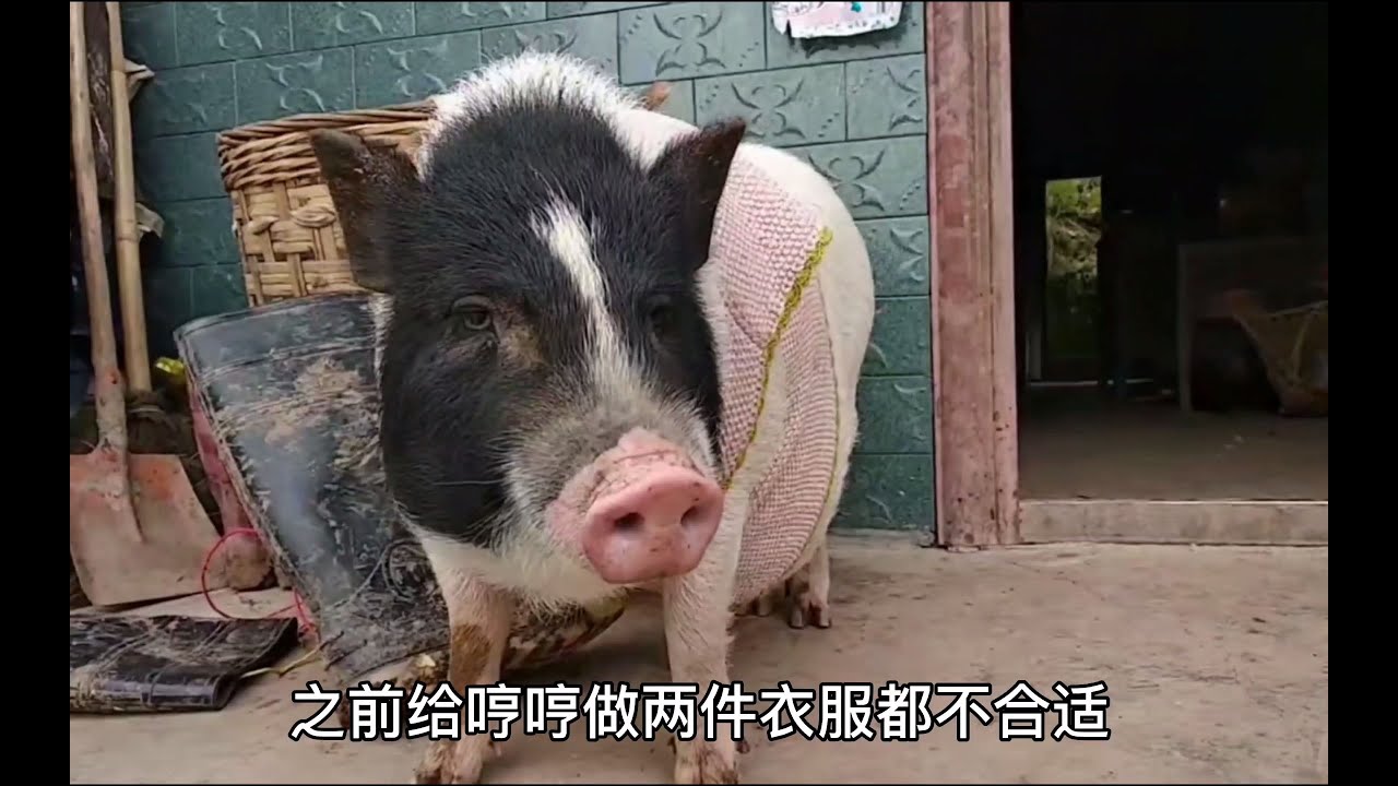 猪能不能穿衣服？把我小时候的衣服给猪穿，实在太好笑