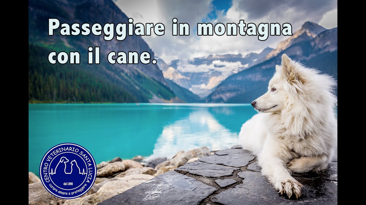 65 - Passeggiare in montagna con il cane. Consigli utili per escursioni in montagna con il cane.