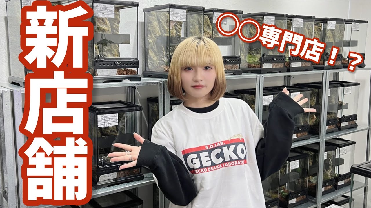 大阪にOPENしたクレステッドゲッコー専門店にお邪魔しました！