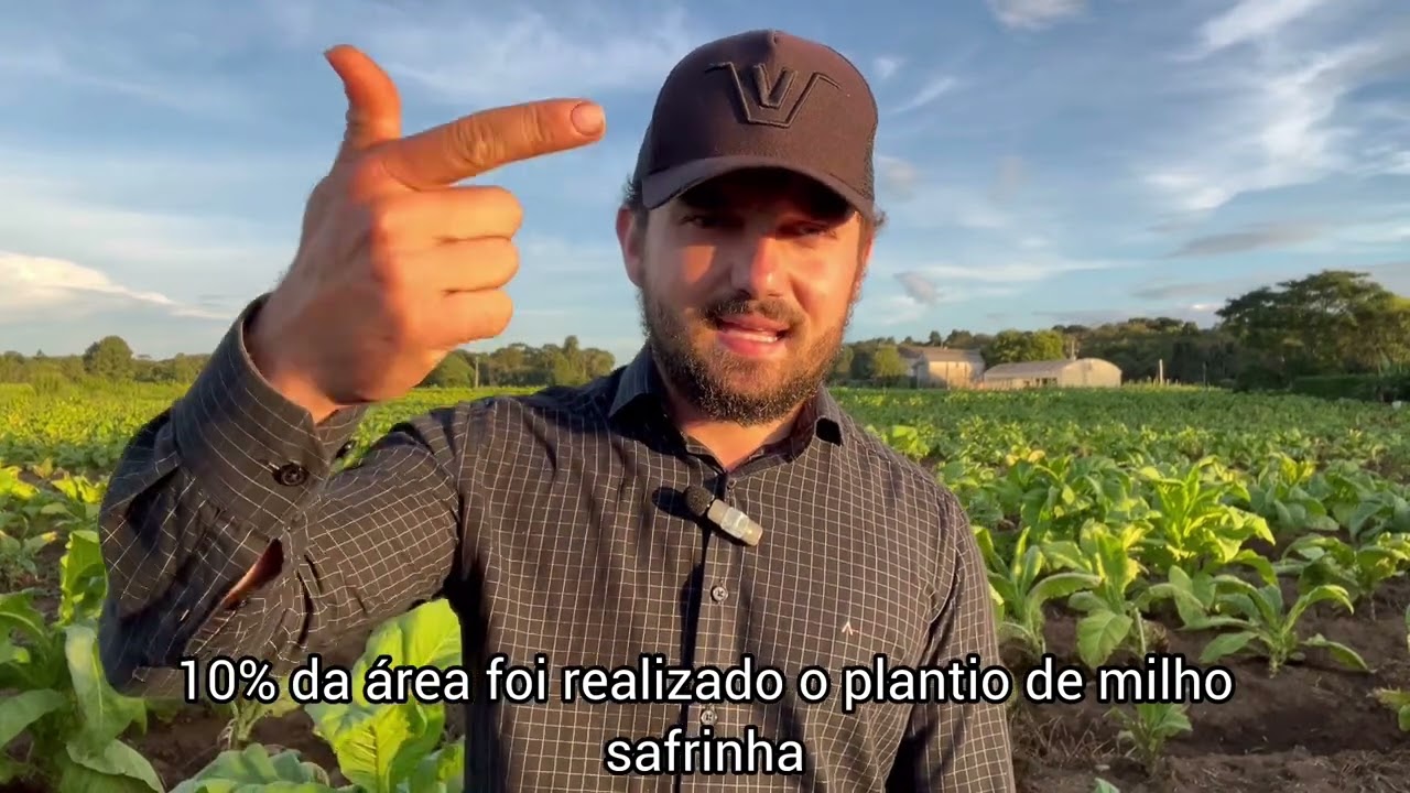 ROTAÇÃO DE CULTURA NO TABACO 