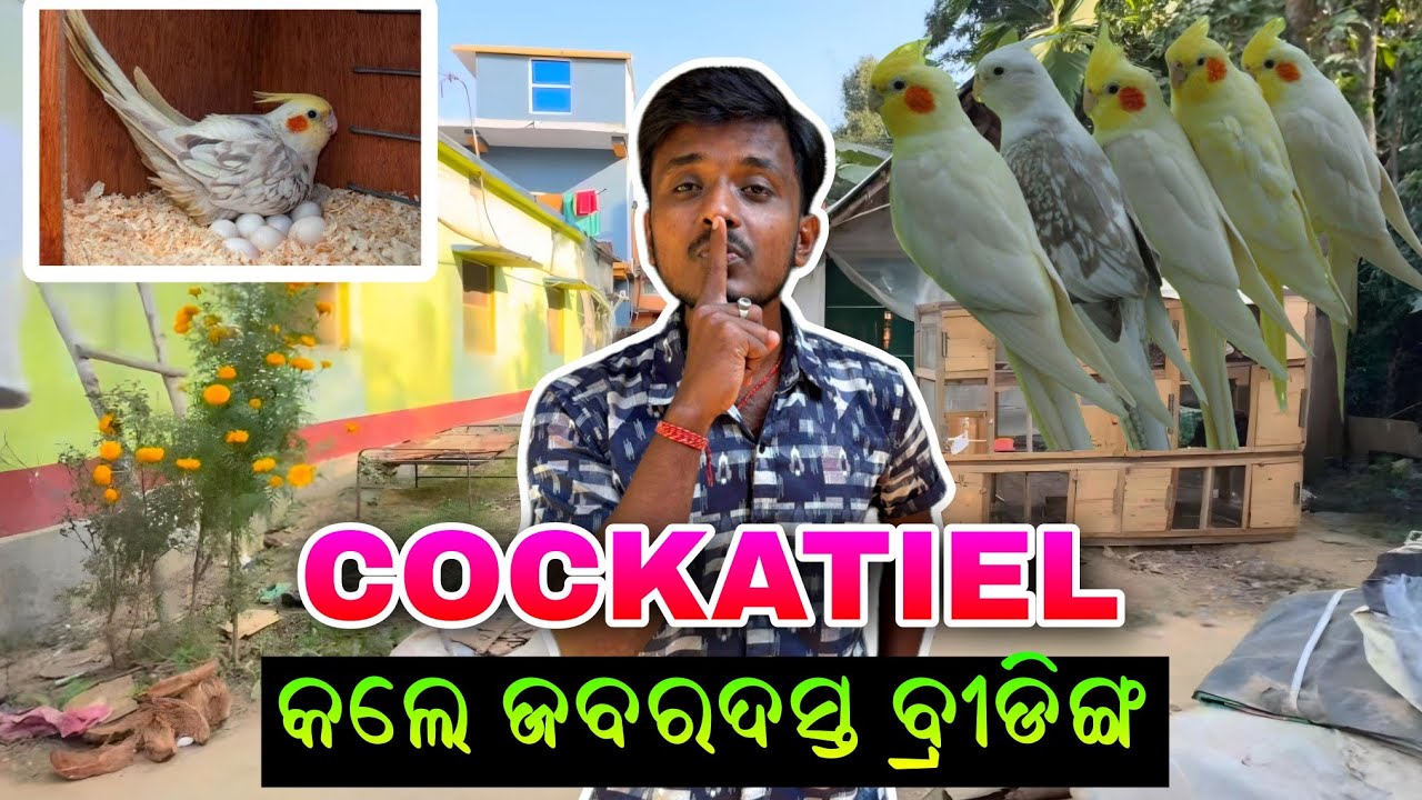 Cocktiel କଲେ ଜବରଦସ୍ତ ବ୍ରୀଡିଙ୍ଗ 🤔