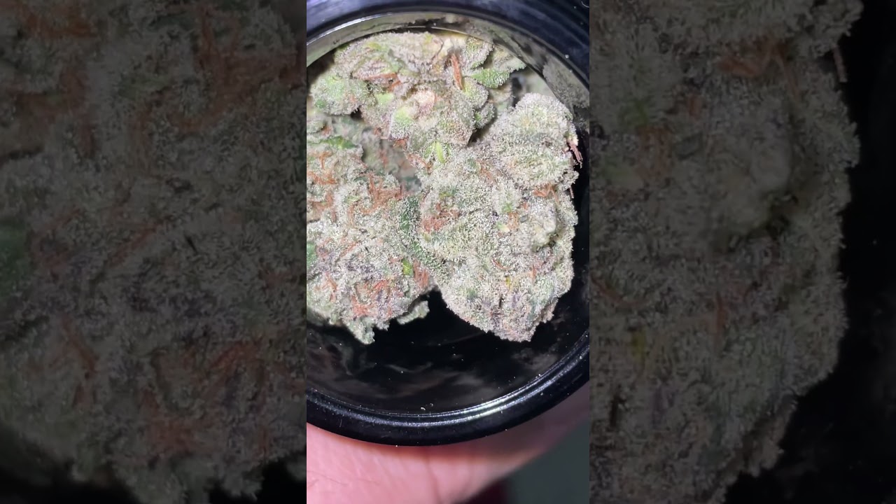 OG LARRY BY BUDDY&rsquo;S BODEGA X MAINE TREES COLLABORATION #420 #bluelobster #buddysbodega #mainetrees