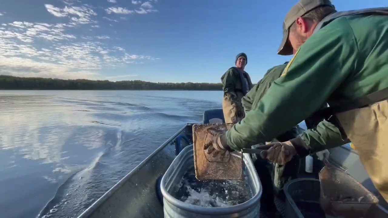 Harvesting Walleye Fingerlings