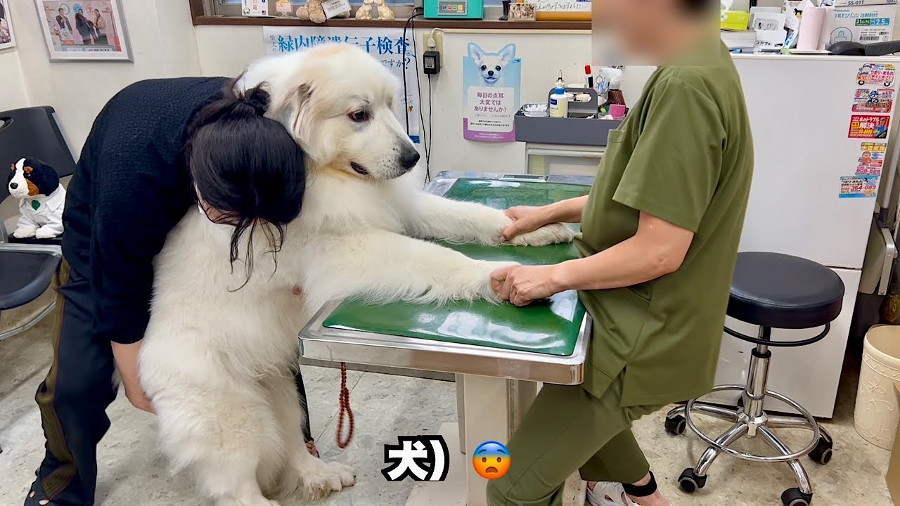 病院が怖すぎてへっぴり腰が止まらない超大型犬【力ずく編】