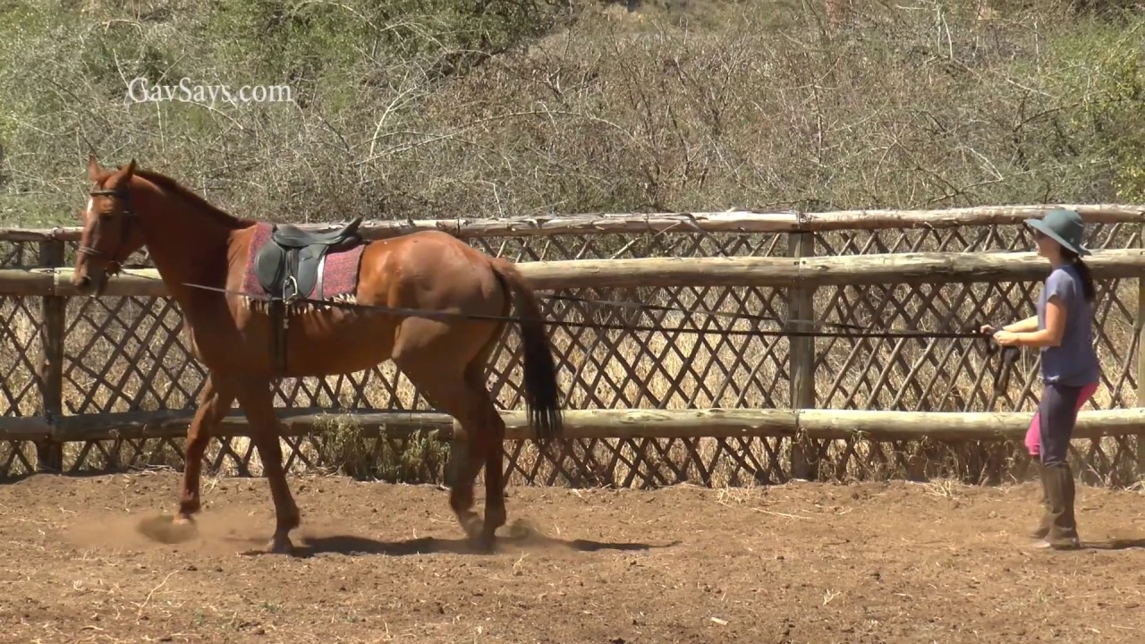 Long Reining: How To Long Line a Horse