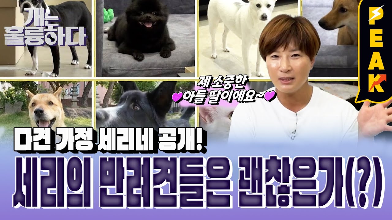 [#피크타임] 박세리 제자의 집으로 찾아간 개훌륭?! 다견 가정 세리네! | #개는훌륭하다 | KBS 230626 방송