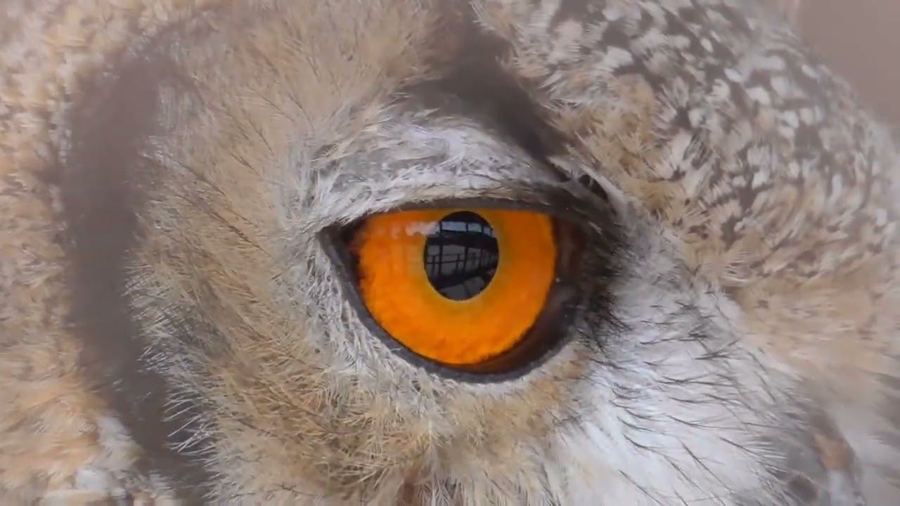 Rock eagle owl
