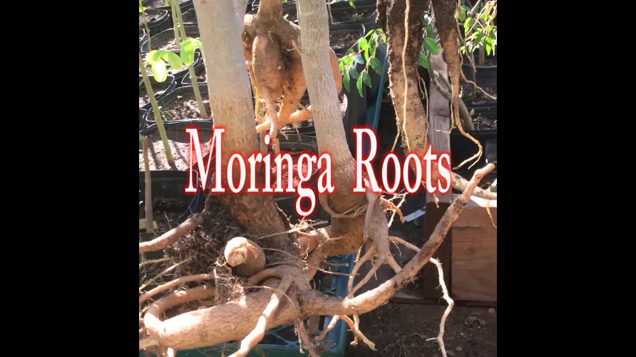 Moringa Root Benefits!