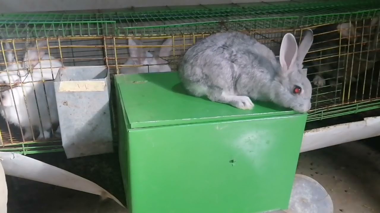 تحصين 💉ايفوماك امتى للارانب الفطام # مزرعه # طارق #ويوسف #للارانب#131)2022