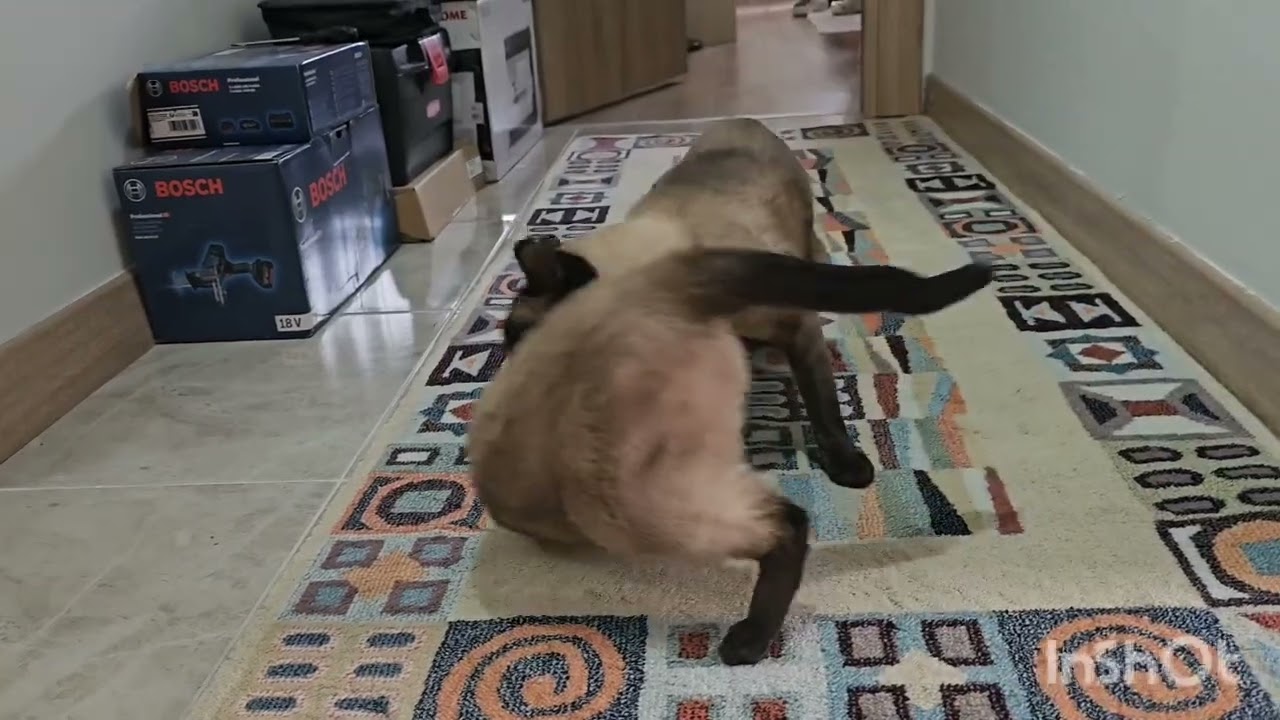 «К Эрику приехала сестра…🐱