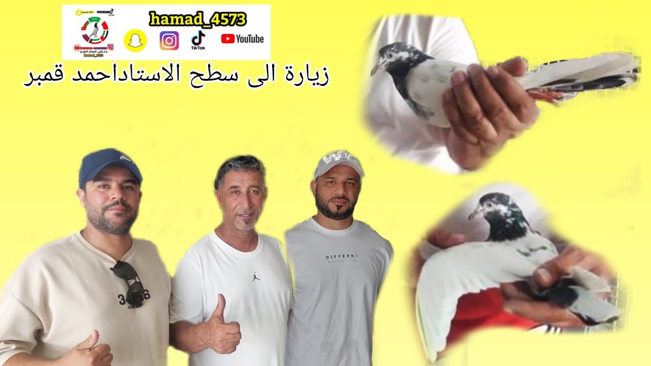 لقاء حصري مع الاستاد احمد قمبر الجزء الاول ملتقى الحمام الطيار  Pigeon racing