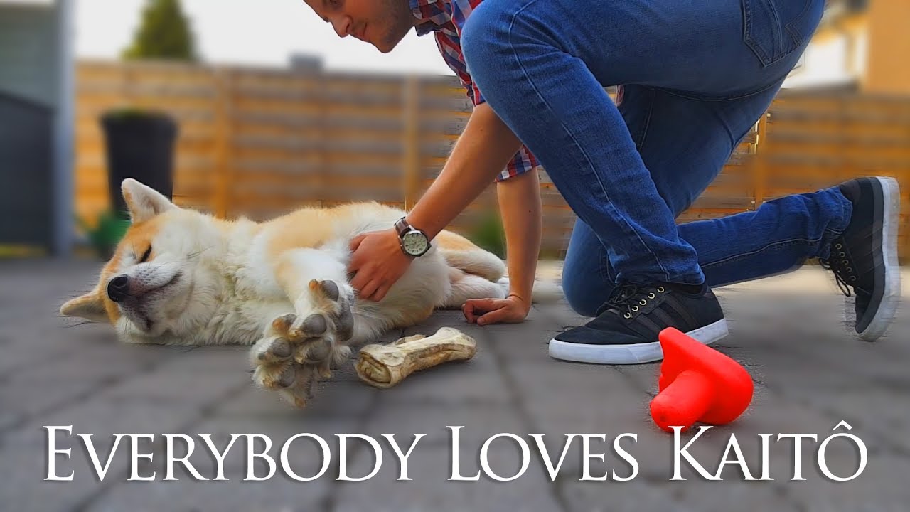Akita Inu - Everybody Loves Kaitô